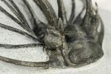 Rare, Spiny Heliopeltis Trilobite - Issoumour, Morocco #255447-7